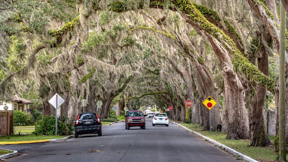 Residential street shaded by oak trees draped in Spanish moss
